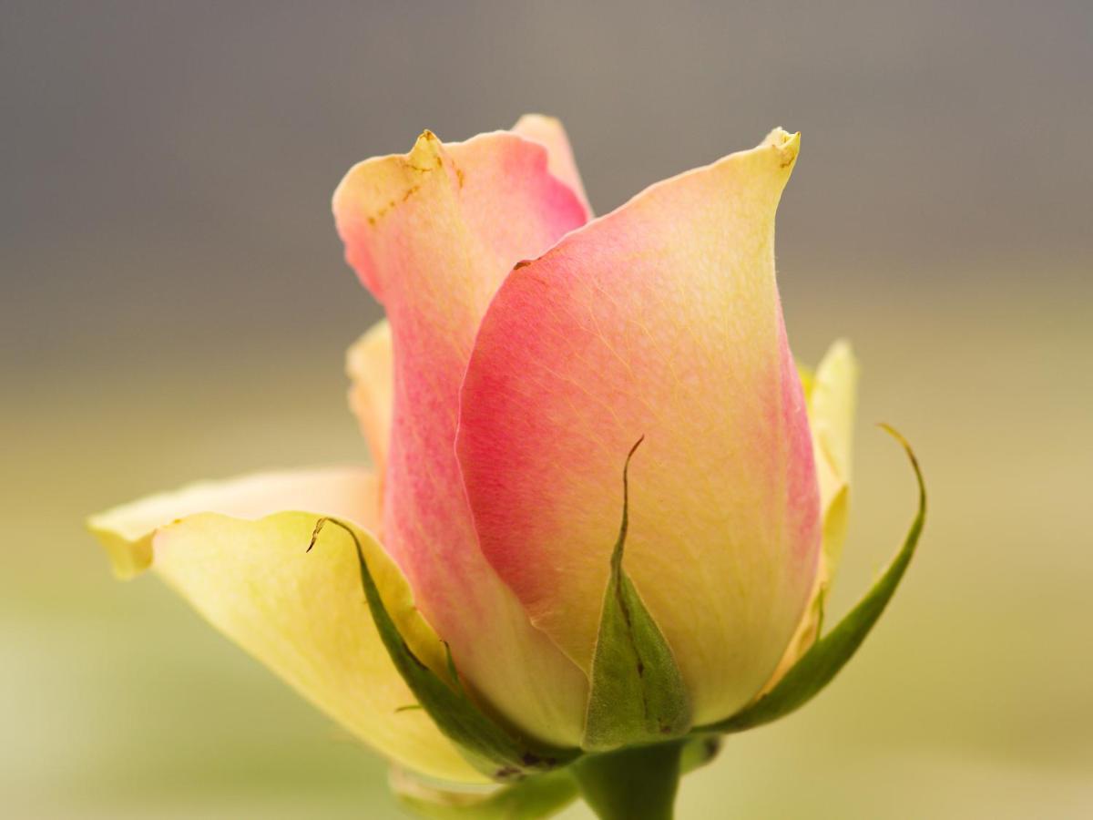 Herberge Zur Rose Brotterode Eksteriør billede